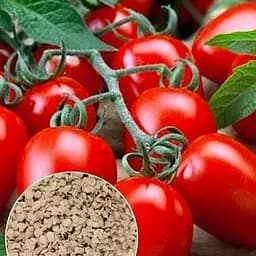 На вес Томат Весна Сливка-Ленивка 1 г (52195)