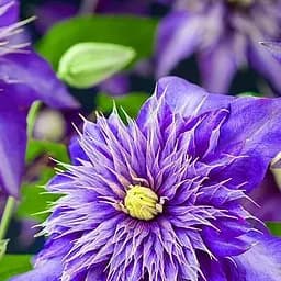 Саджанець Agro-Market Клематис Multi Blue (17631)