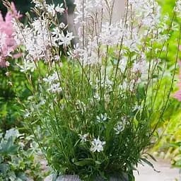 Гаура Ліндхеймера "Elurra White" (ефектний багаторічник) (189491) 1 саженец