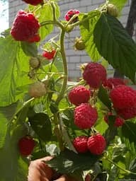 Саджанець Agro-Market Малинове дерево Здоровань 1 шт. в пакуванні (15838) - мініатюра 2