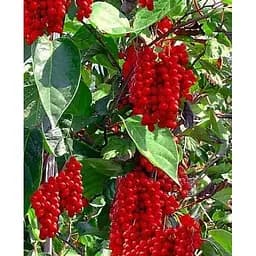 Саджанець Agro-Market Лимонник китайський Schisandra chinensis (середнього терміну дозрівання) 1 саджанець (20861)