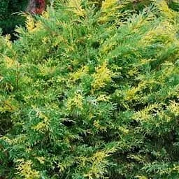 Ялівець середній "Blue and Gold" (вазон Р9 висота 10-12 см) (187829) 1 саджанець