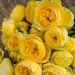 Троянда англійська Agro-Market Catalina саджанець класу АА+ вищий сорт 1 шт. в упаковці (63846)