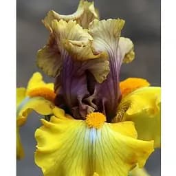 Цибулина Agro-Market Ірис бородатий великоквітковий Overview (183924) 1 шт.