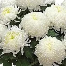 Хризантема "Bilkis" (низькоросла великоквіткова) (112733) 1 саженец