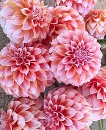 Клубень Agro-Market Георгина Peaches and Cream гигантский цветок 1 шт. в упаковке (183441)