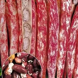 Квасоля "Ластівка" ТМ "Весна"  15г (22317)