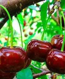 Саджанець Agro-Market Вишня Нічка (літній сорт, середній термін дозрівання) 1 шт. в упаковці (25625)