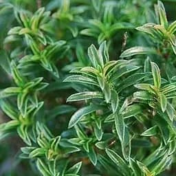 Чабер гірський "Bolero" (49841) 1 шт в упаковці