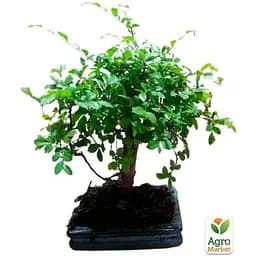 Бонсай Agro-Market Zelkova (63545) 1 саженец в упаковке комнатный