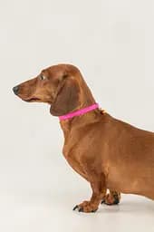 Нашийник KUMAOCHONGWUYONGPIN KMK1199 Помаранчево-рожевий (2000990376947A)