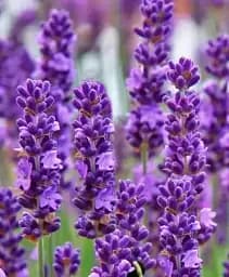 Лаванда Agro-Market Angustifolia комнатная английская 2-летняя 20-30 см из Нидерландов 1 саженец в упаковке (178218)