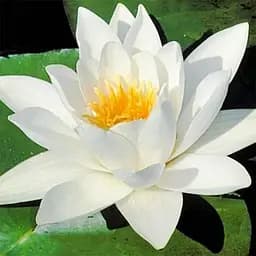 Нимфея Альба Корневище 1 саженец (40241) 