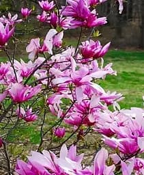 Саджанець Agro-Market Магнолія 3-річна гібридна Betty (висота 40-60 см) (101883) 1 шт. в упаковці