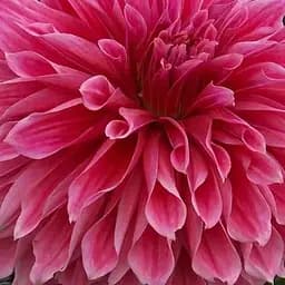 Жоржина "Emory Paul" (гігантська квітка) (183747) 1 шт