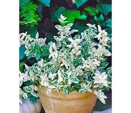 Саджанець Agro-Market Бересклет Форчуна Harlequin (156558) 1 шт. в упаковці