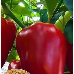 Насіння Весна на вагу Перець Оленка ціна за 1 г (46102)