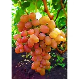 Саджанець Agro-Market Виноград Лівія (сверхранний термін дозрівання, має великі грона з великими рожевими ягодами) 1 шт. в упаковці (17688)