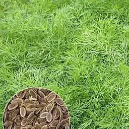 Насіння Agro-Market Кріп Алігатор 20 г (22058)