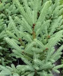 Саджанець Agro-Market Ялина канадська Cinderella С3 висота 45-55 см 1 шт. в упаковці (176426)