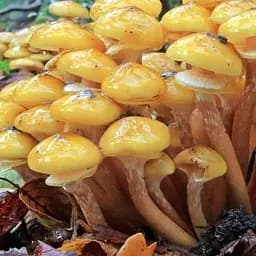 Сухий зерновий міцелій "Опеньок осінній" 100г (45189)