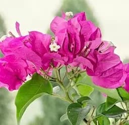 Саженец Agro-Market Бугенвилия комнатная цветущая Vera deep purple (152397) 1 шт. в упаковке (комнатный)