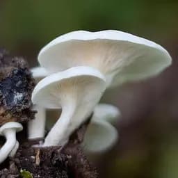 Сухий зерновий міцелій "Глива біла" 100г (45186)