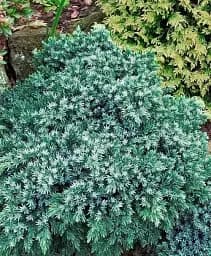 Саджанець Agro-Market Ялівець лусчастий Blue Spider вазон С2 висота 40-50 см 1 шт. в упаковці (176875)