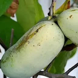 Азимина привитая Mary Foos Jones C1.5, высота 35-60 см (184645) 1 саженец в упаковке