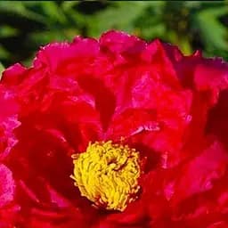 Саджанець Agro-Market Півонія деревовидна Full meikouhou 1 шт. в упаковці (23903)