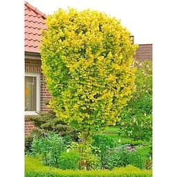 Саджанець Agro-Market В'яз голландський Wredei С10 1 шт. в упаковці (180083)