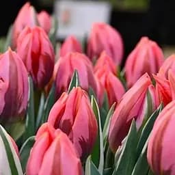 Тюльпан "Pretty Princess" (186312) 2 шт