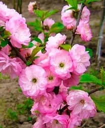 Саджанець Agro-Market Декоративний Мигдаль Трилопатевий 1 шт. в упаковці (21024)