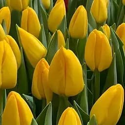 Тюльпан "Novi Sun" (181264) 2 шт