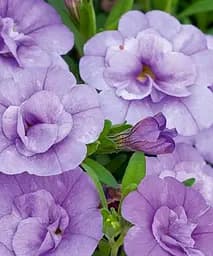 Калібрахоа Calita Double Sky Blue (контейнер №10 висота 10-15 см) Agro-Market 1 саджанець в упаковці (64408)