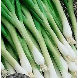 Насіння Весна на вагу Цибуля на зелень Токіо ціна за 3 г (22095)