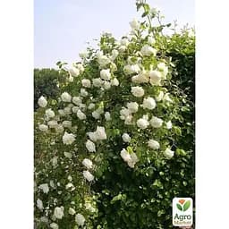 Саджанець Agro-Market Троянда плетиста Lemon Pillar (17371) 1 шт. - мініатюра 3