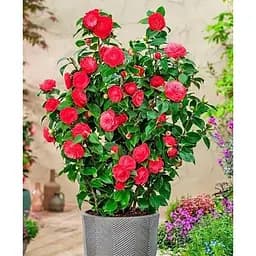 Саджанець Agro-Market Камелія японська 2-х річна Lady Campbell (висота 45-55см) (179196) 1 шт.