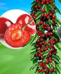 Саджанець Agro-Market Черешня колоновидна Ревна 1 шт. в упаковці (52677)