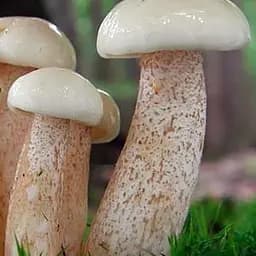 Сухий зерновий міцелій "Маслюк білий" 100г (45578)