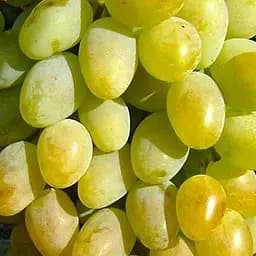 Саженец Agro-Market Виноград Подарок Запорожью (ранне-средний срок созревания, гроздья очень большие массой до 2 кг) 1 шт. в упаковке (36278)