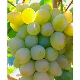 Саджанець Agro-Market Виноград десертний Януся (солодкий гармонійний) (183947) 1 шт.