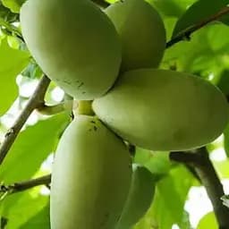 Азимина привитая Mango C1.5, высота 35-60 см (184646) 1 саженец в упаковке