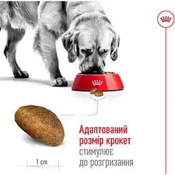 Сухий корм Royal Canin Maxi Adult для дорослих собак великих порід з м'ясом птиці та кукурудзою 15 кг - мініатюра 5