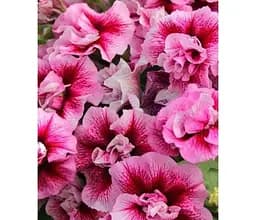 Саджанець Agro-Market Петунія напівампельна Tumbelina Francesca (контейнер №10 висота 10-15 см) (49136) 1 шт. в упаковці