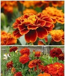 Насіння Весна Чорнобривці Вишневий браслет, на вагу, ціна за 2 г (22414) - мініатюра 2