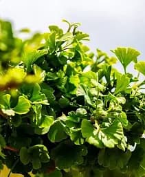 Саджанець Agro-Market Гінкго білоба з блискучим листям Доктор Медісон (Doctor Madison) (преміальний, морозостійкий сорт) 1 шт. в упаковці (47675)