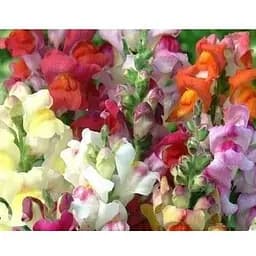 Антирринум "Ротики Садовые" Весна 0.2г (16316)