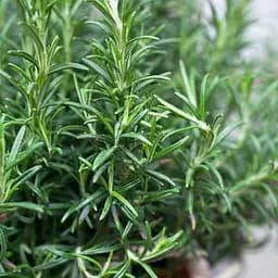 Розмарин лекарственный "Speedy" (183698) 1 саженец в упаковке