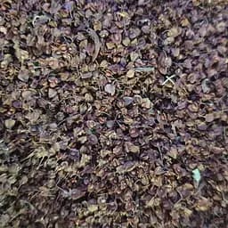 100 г щавель конский семена/цвет сушеные - свежий урожай